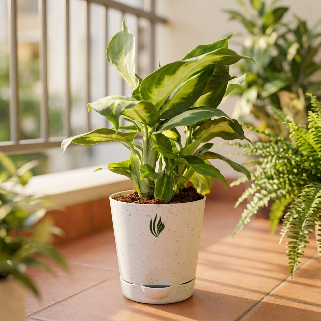 Potted plant on a balcony with a blurred background