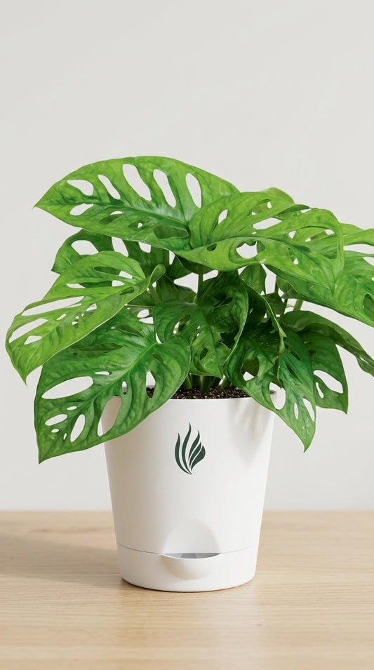 Monstera Broken Heart Plant
