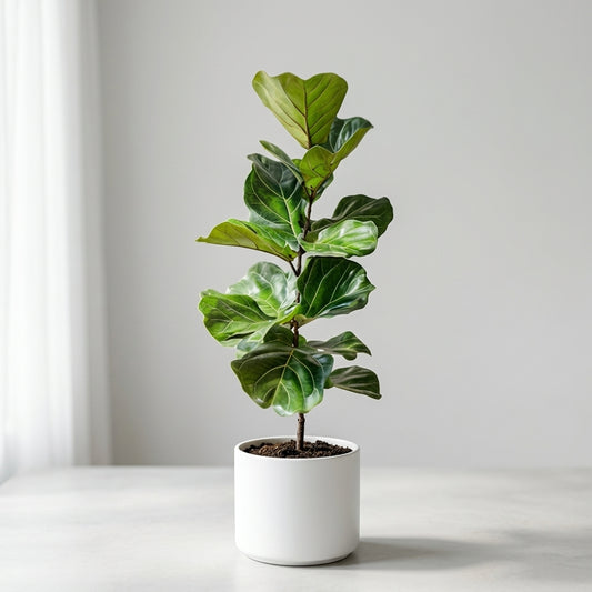 Potted fiddle leaf fig plant on a white surface with a light gray background