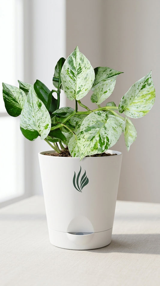 Potted plant with green leaves in a white pot on a light surface.