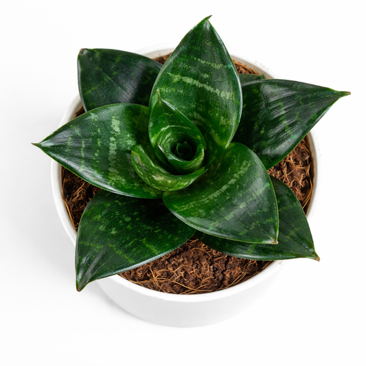 Snake Plant - Green - Florantia