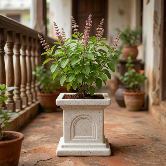 Potted plant in a decorative stone planter on a patio with other plants in the background.