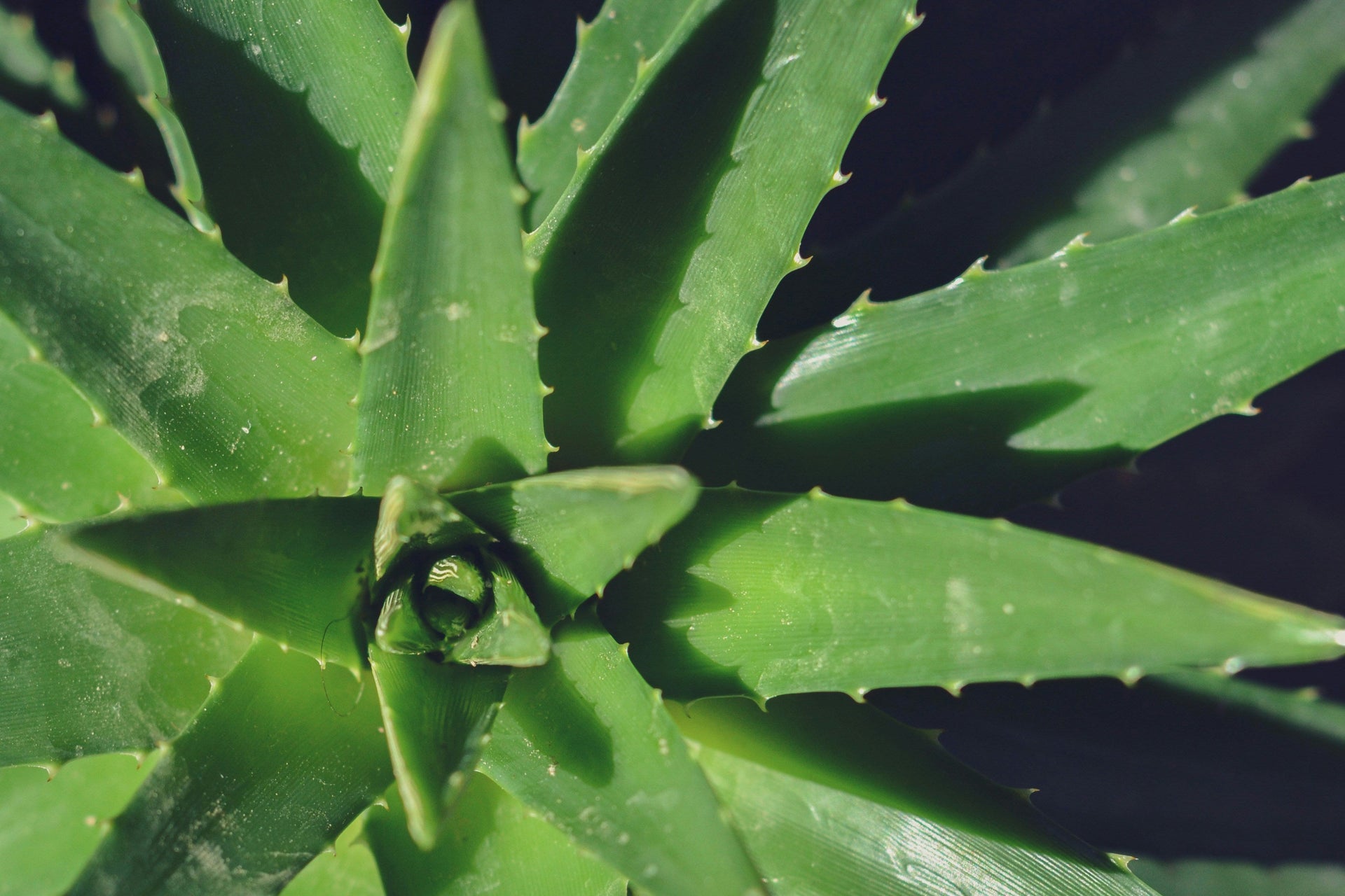 Aloe Vera for Indian Apartments: A Beginner-Friendly Healer Plant