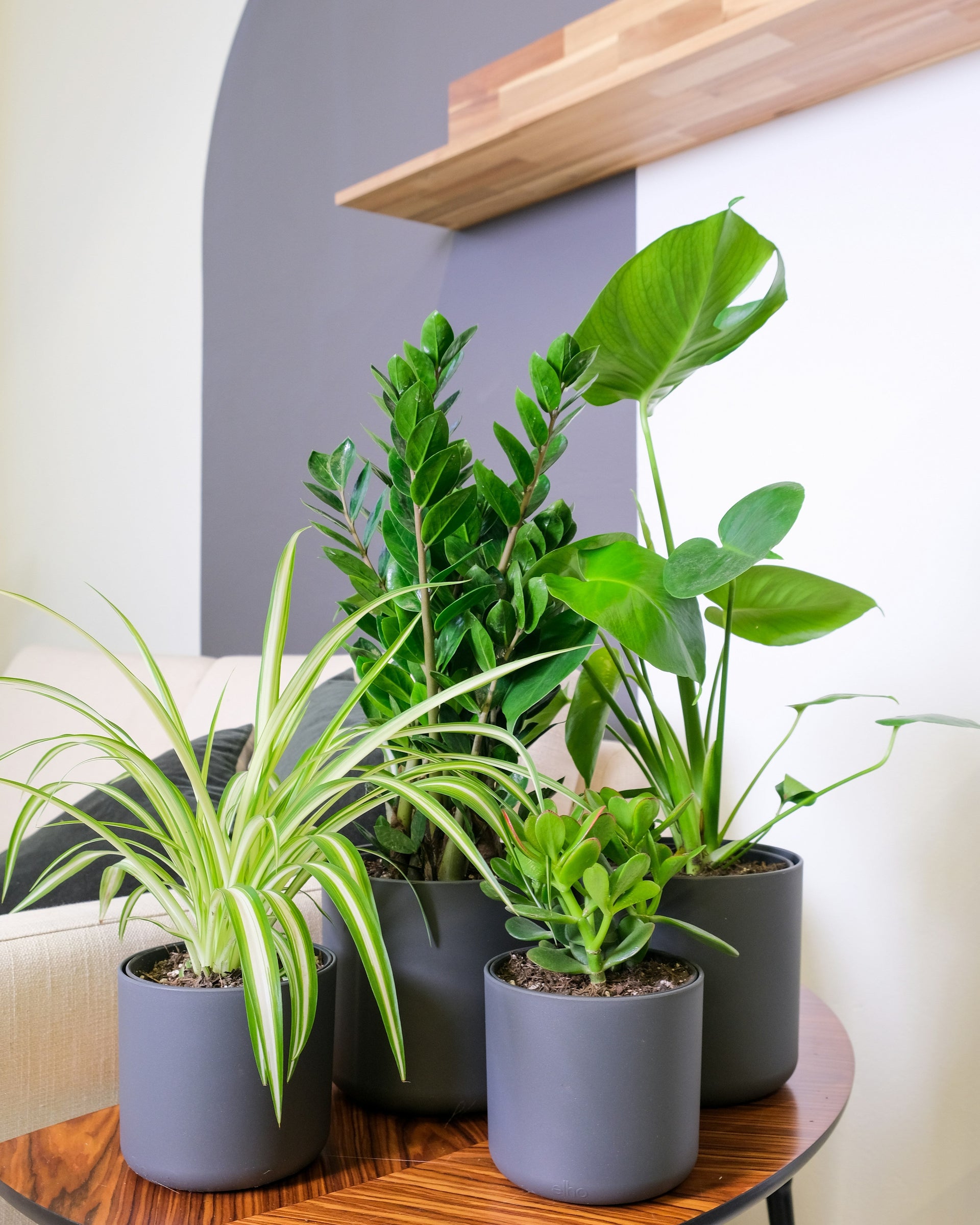 Best Indoor Plants for Beginners in India (2026 Guide)