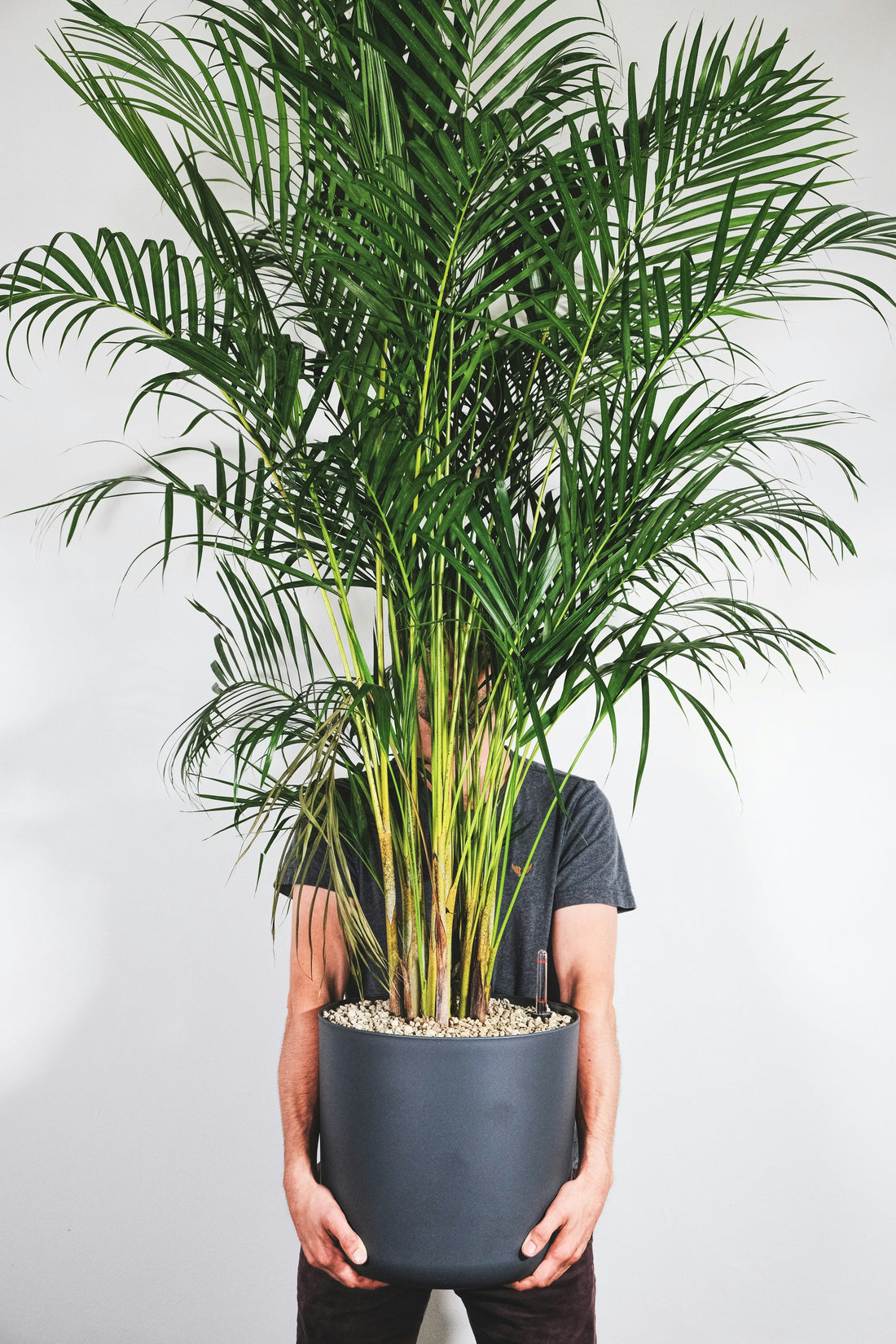 Areca Palm Care in Bangalore Homes: A Simple Guide for Busy People