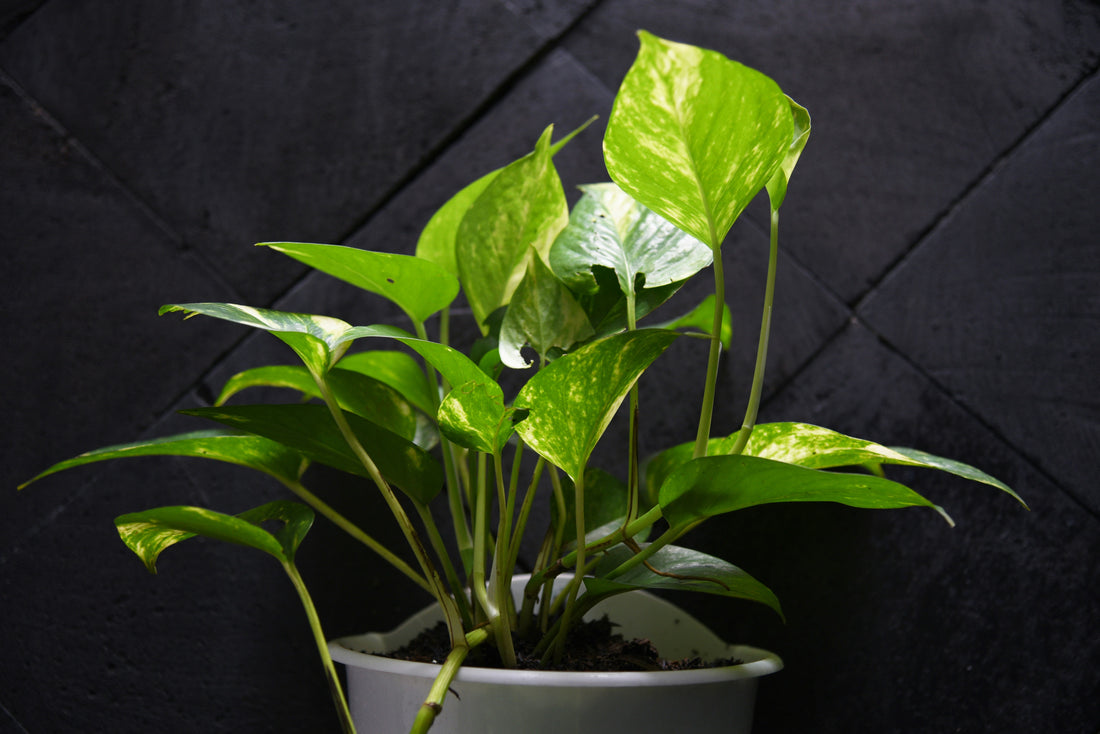 How One Money Plant Turned My Apartment Into A Mini Jungle