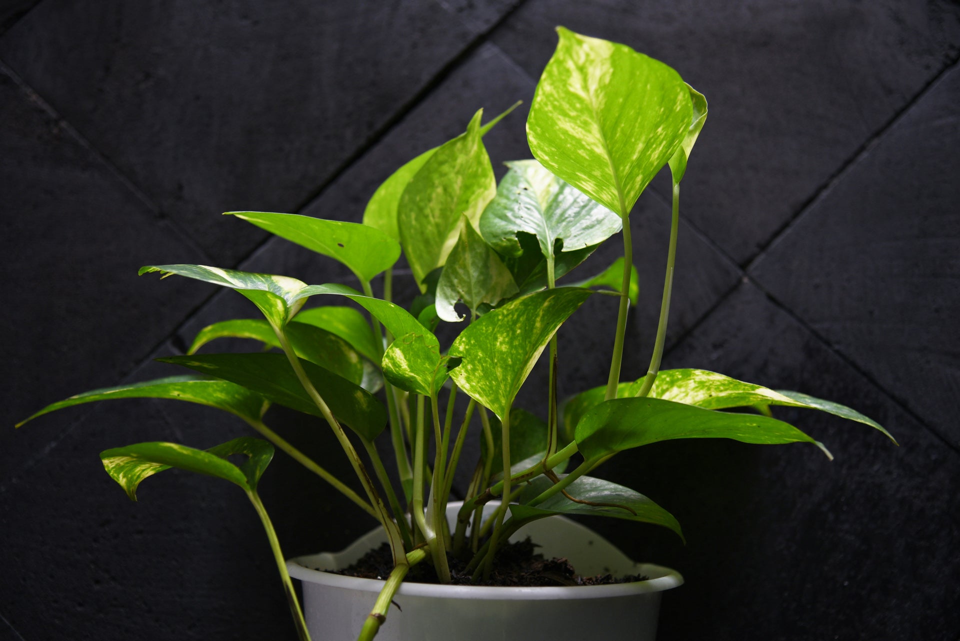 How One Money Plant Turned My Apartment Into A Mini Jungle