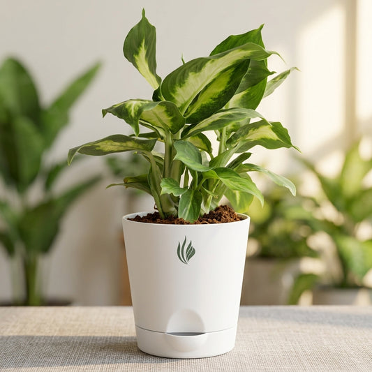 Potted plant in a white pot with a brand logo on a blurred indoor background