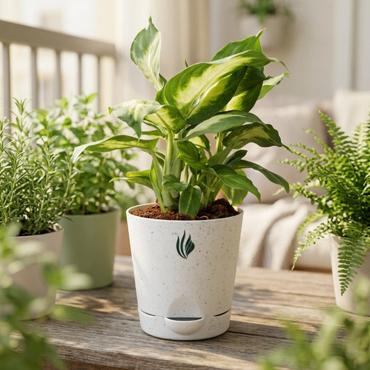 Potted plant on a wooden surface with other plants in the background