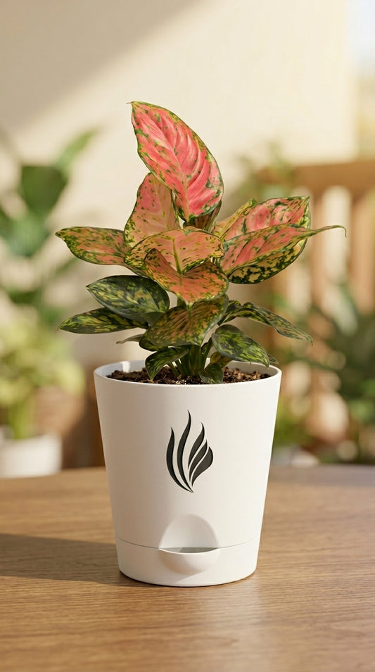 Potted plant with a decorative pot on a wooden surface
