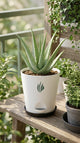 Potted aloe vera plant on a wooden surface with greenery in the background