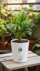 Areca Palm - Florantia