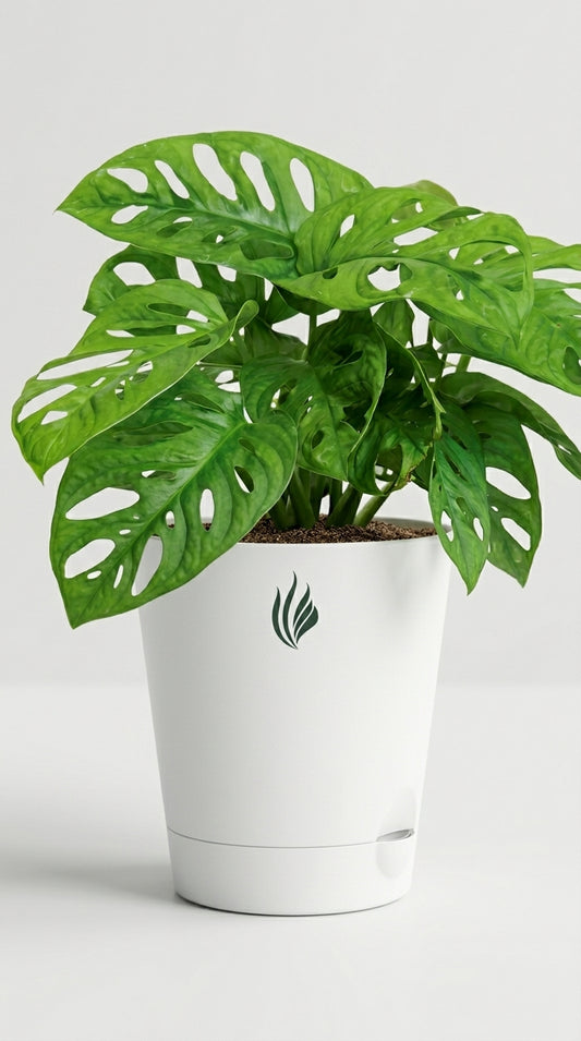 Monstera Broken Heart Plant