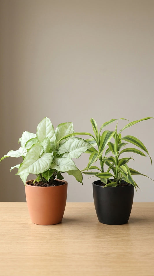 Two potted plants on a wooden surface with a plain background