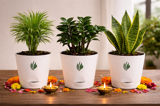 Three potted plants in white pots on a wooden surface with decorative elements.