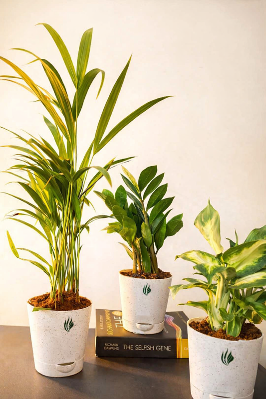Three potted plants on a surface with a book titled 'The Selfish Gene' in the background.