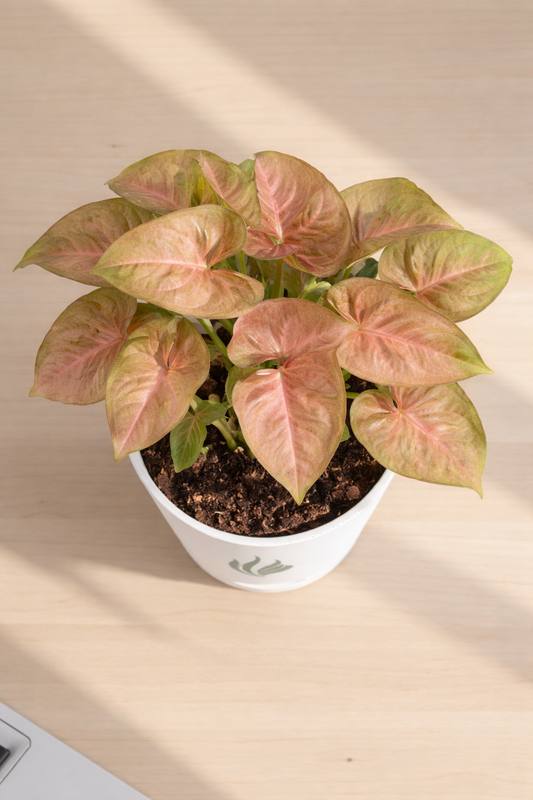 Pink Syngonium Plant