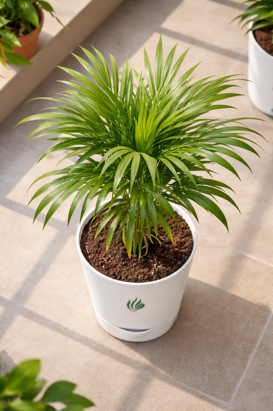 Areca Palm