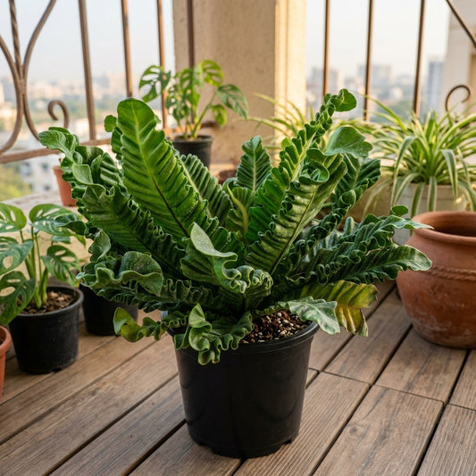 Potted plants on a wooden deck with a cityscape in the background