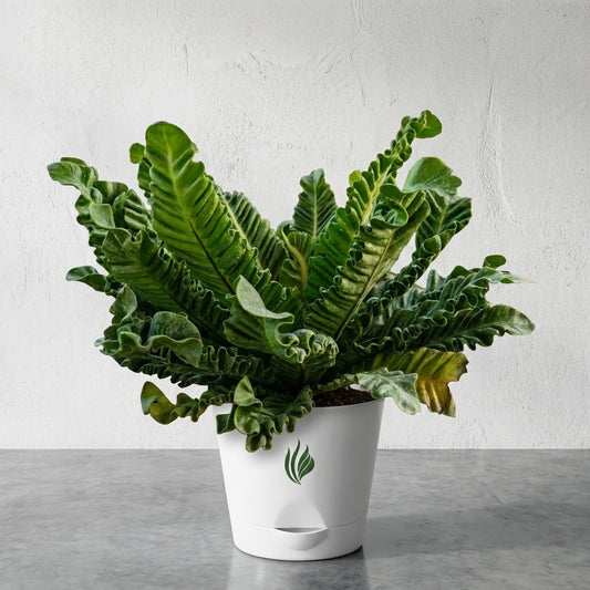 Cobra Fern Plant