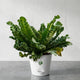 Cobra Fern Plant