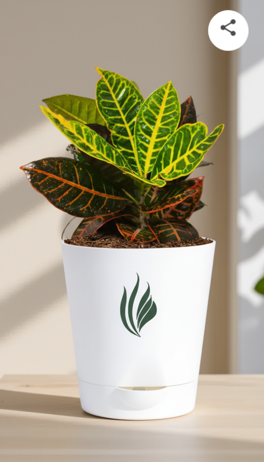 Croton Plant - Florantia