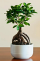 Potted plant with a white pot on a wooden surface