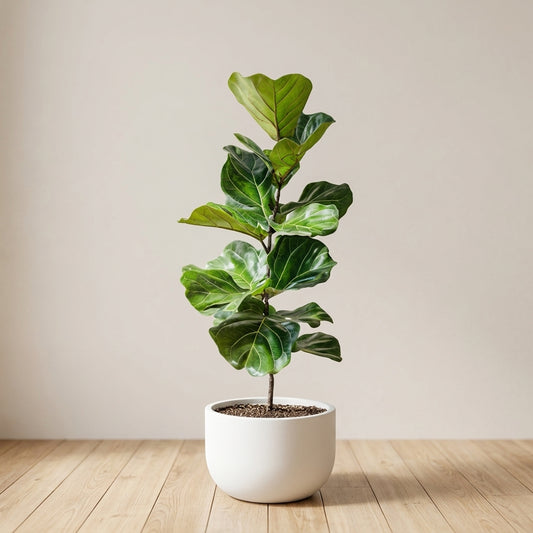 Potted fiddle leaf fig plant on a wooden floor with a plain wall background
