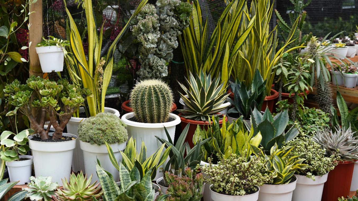 Collection of various potted plants in a garden setting