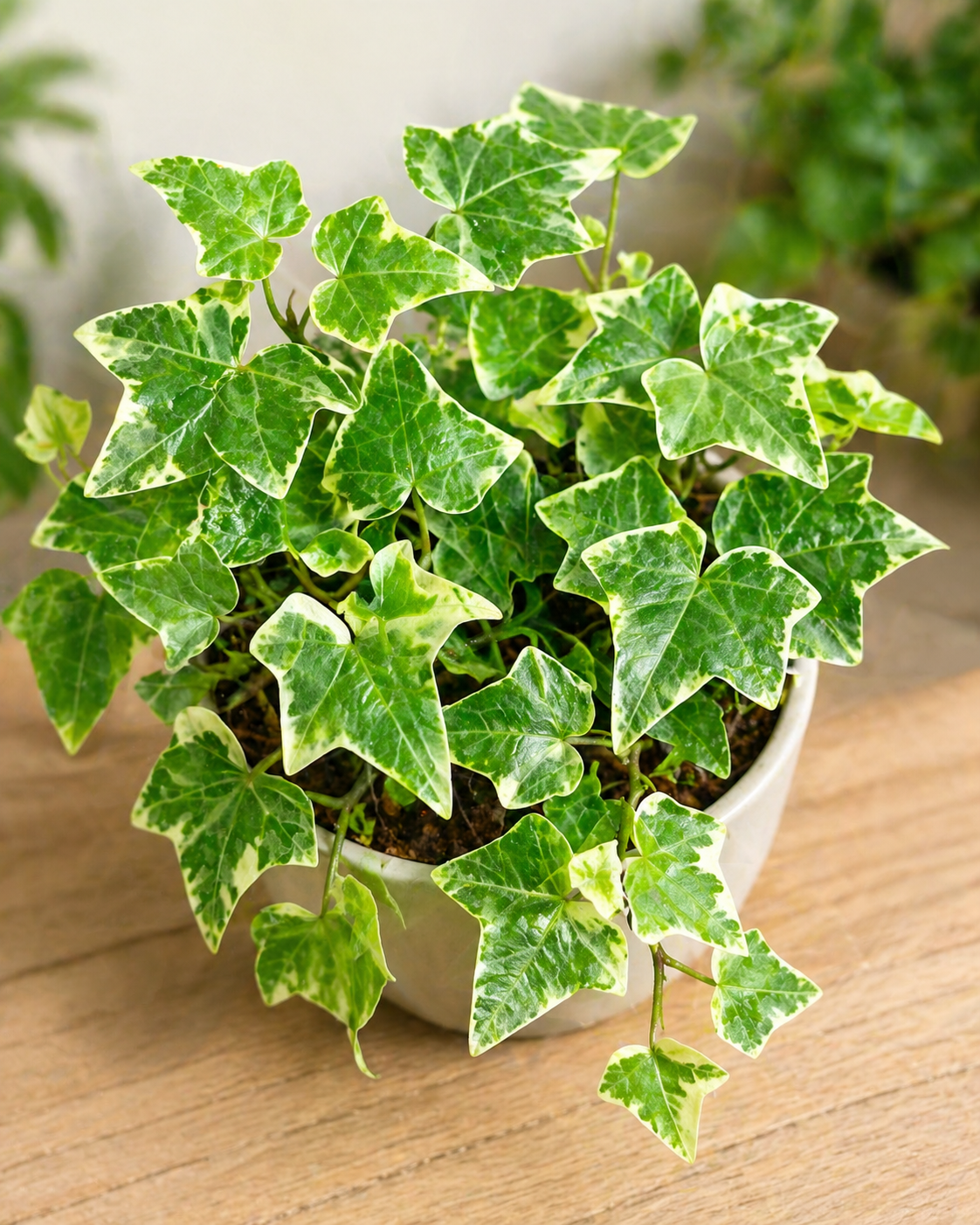English Ivy Plant