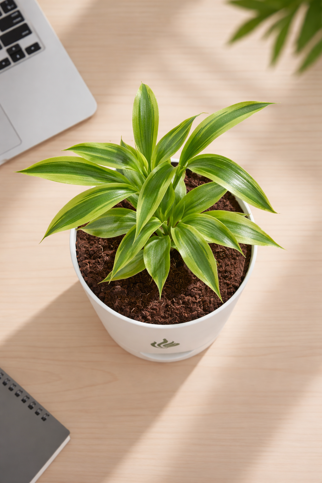 Lucky Bamboo - Florantia