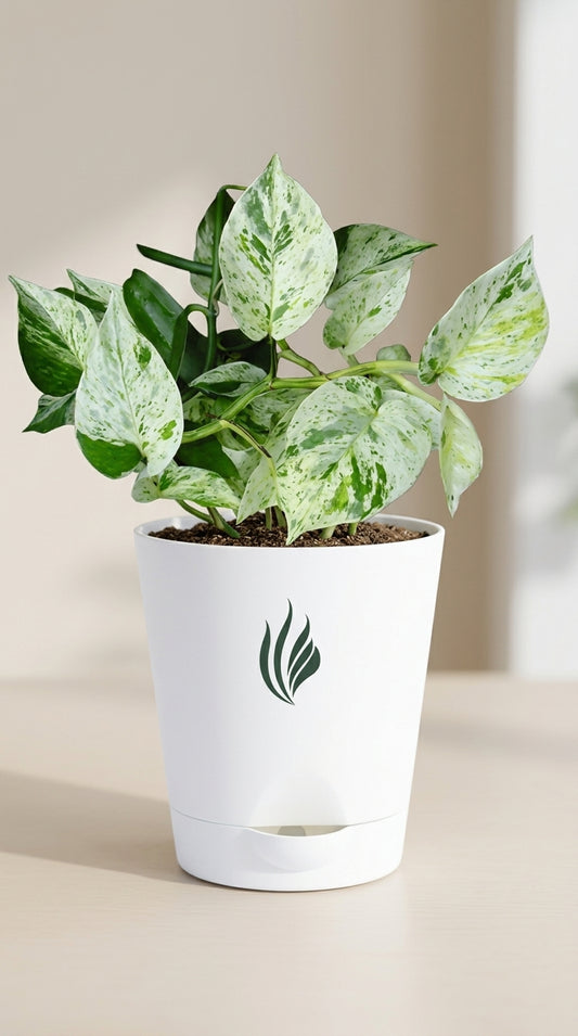 Potted plant with green and white leaves in a white pot on a beige surface.