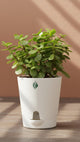 Mini Jade Plant - Florantia