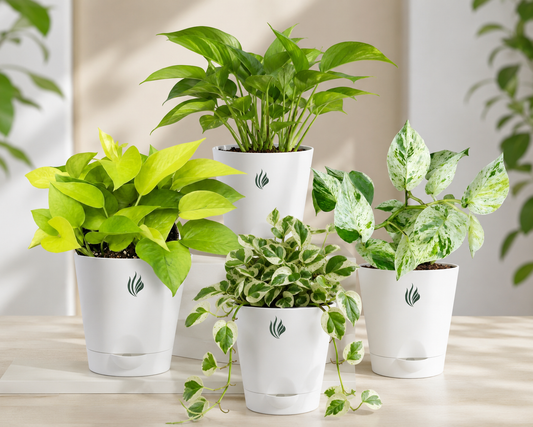 Four potted plants in white containers on a wooden surface with a neutral background