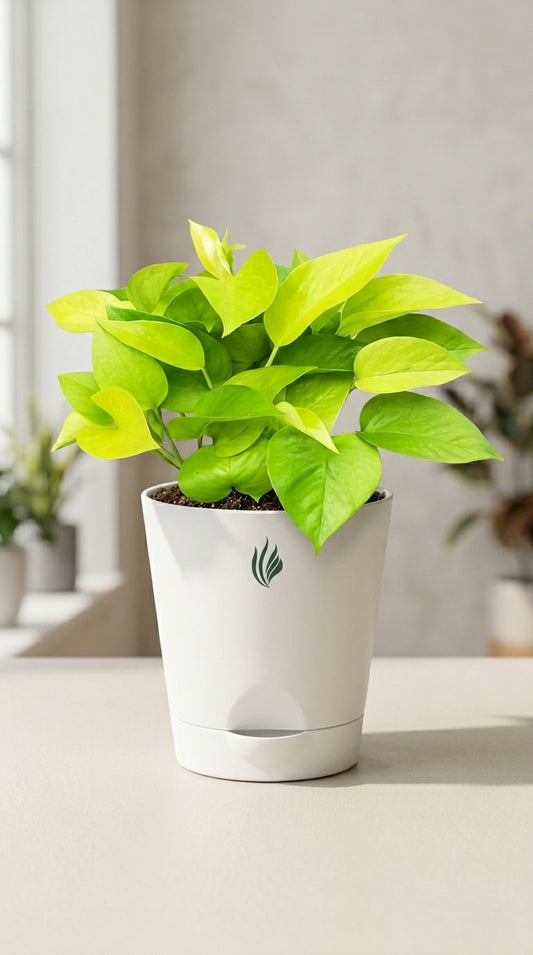 Potted plant with bright green leaves on a light surface