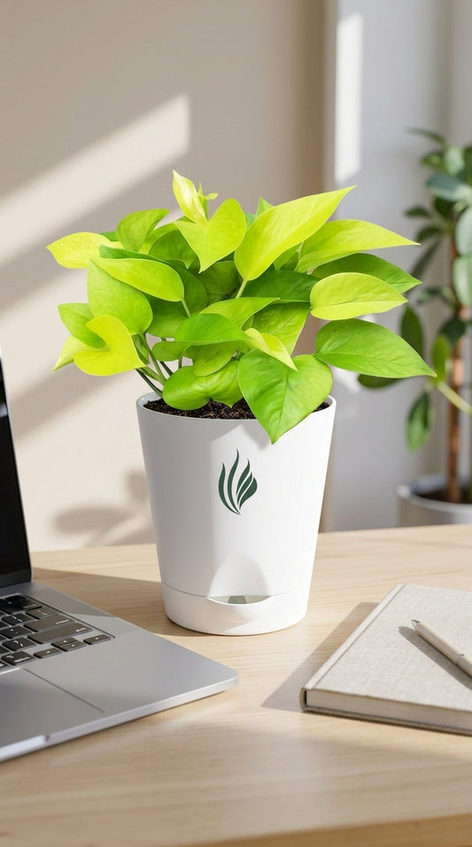 Potted plant on a desk next to a laptop and notebook