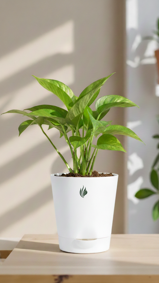 Money Plant Classic - Florantia