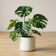 Potted Monstera plant on a wooden surface with a plain background