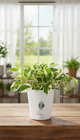 Money Plant N'Joy - Florantia