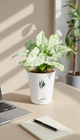 Singonium White Butterfly - Florantia