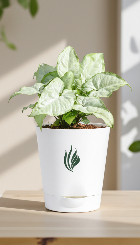 Singonium White Butterfly - Florantia