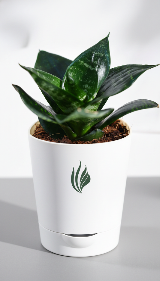 Snake Plant - Green - Florantia
