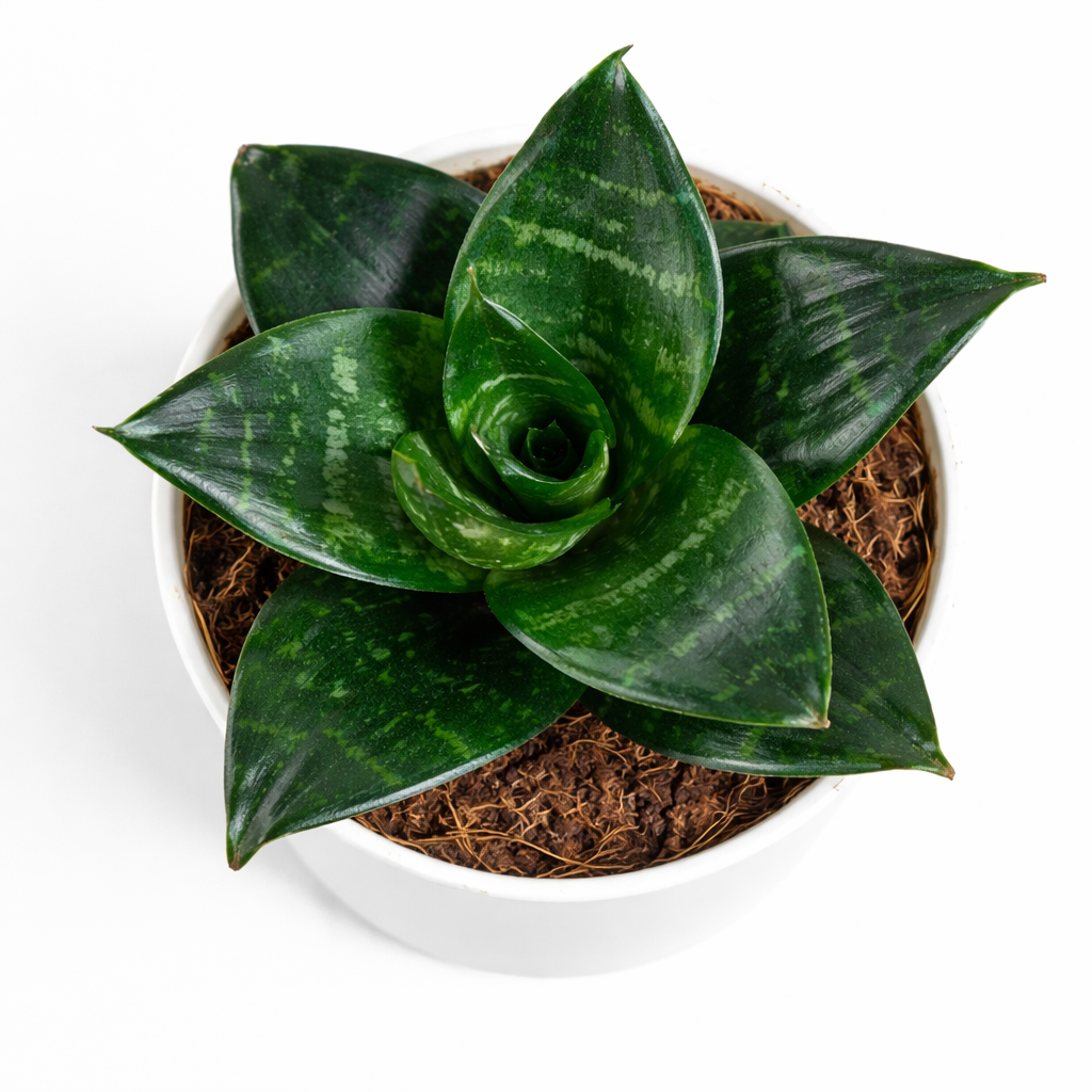 Snake Plant - Green - Florantia