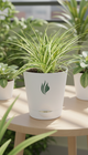 Spider Plant - Florantia