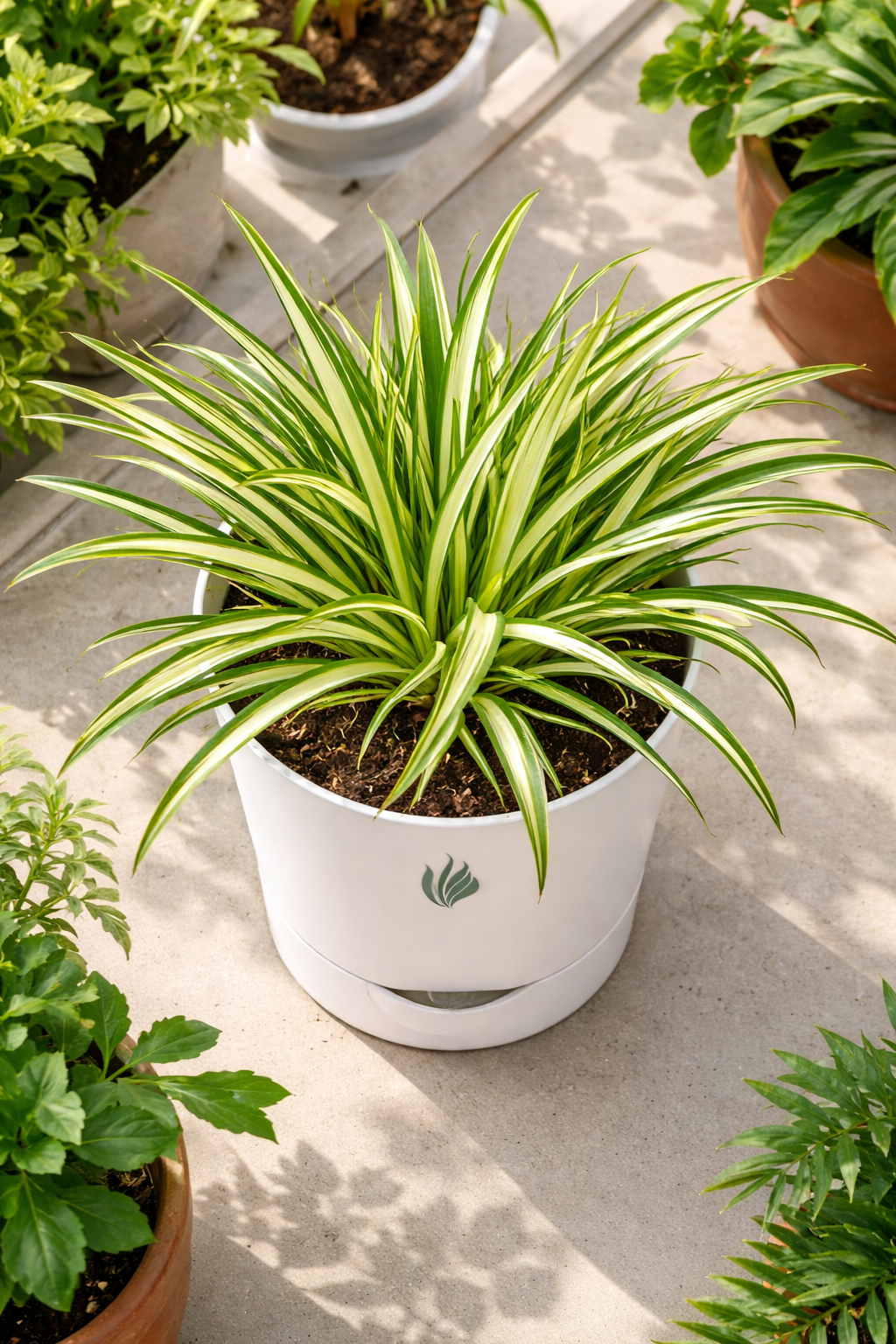 Spider Plant - Florantia