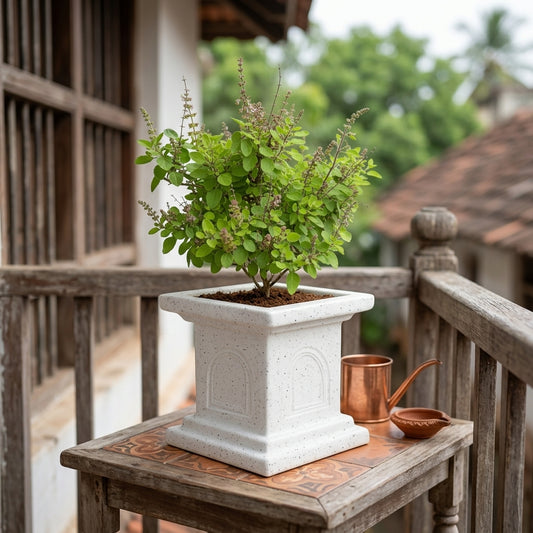 Tulsi Plant
