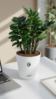 ZZ Plant - Florantia