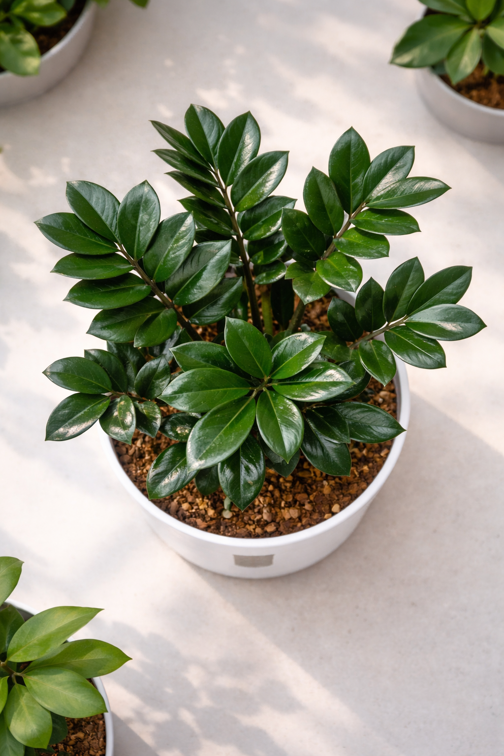 ZZ Plant - Florantia