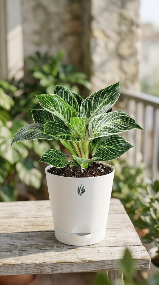 Philodendron Birkin